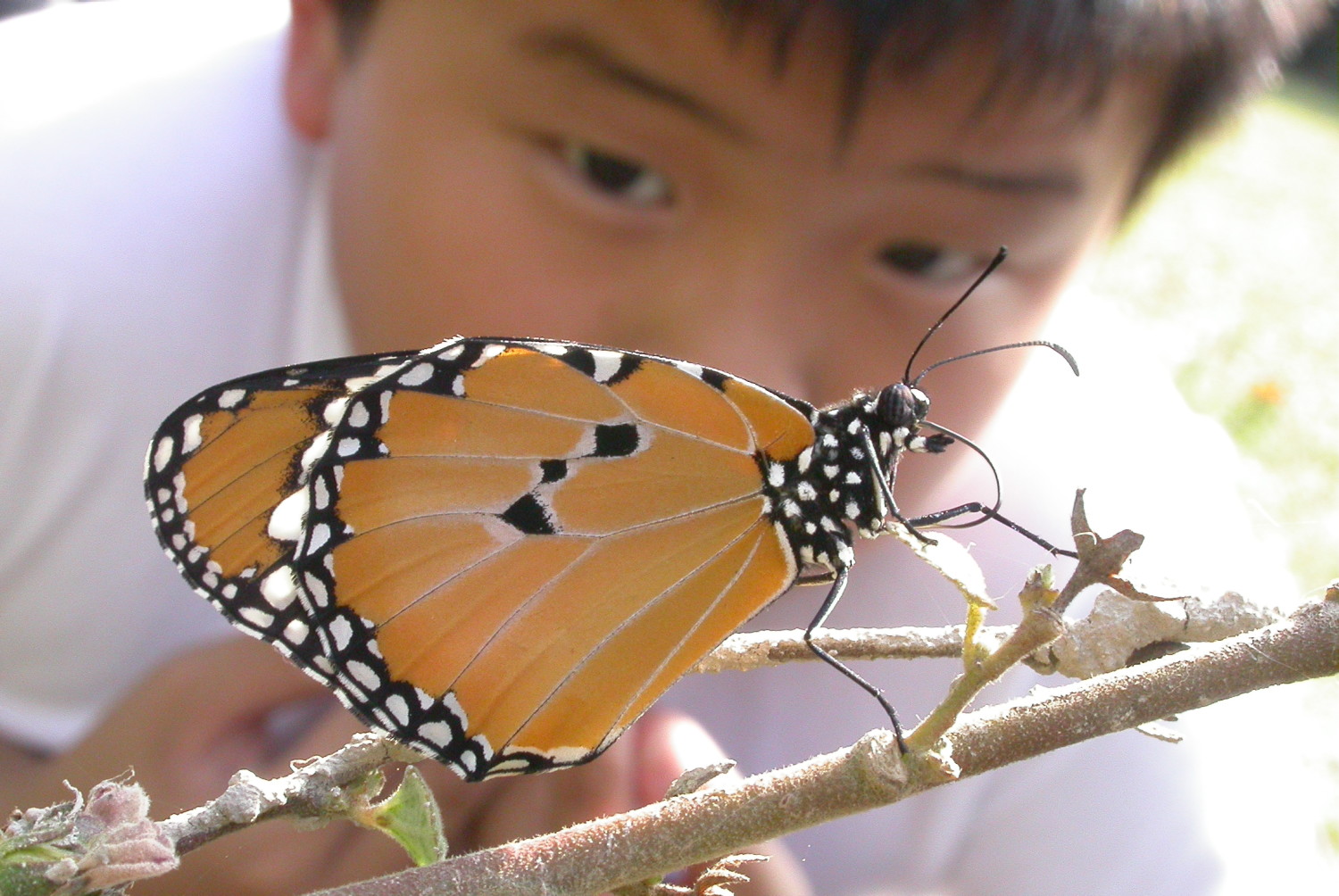 Butterfly gazing