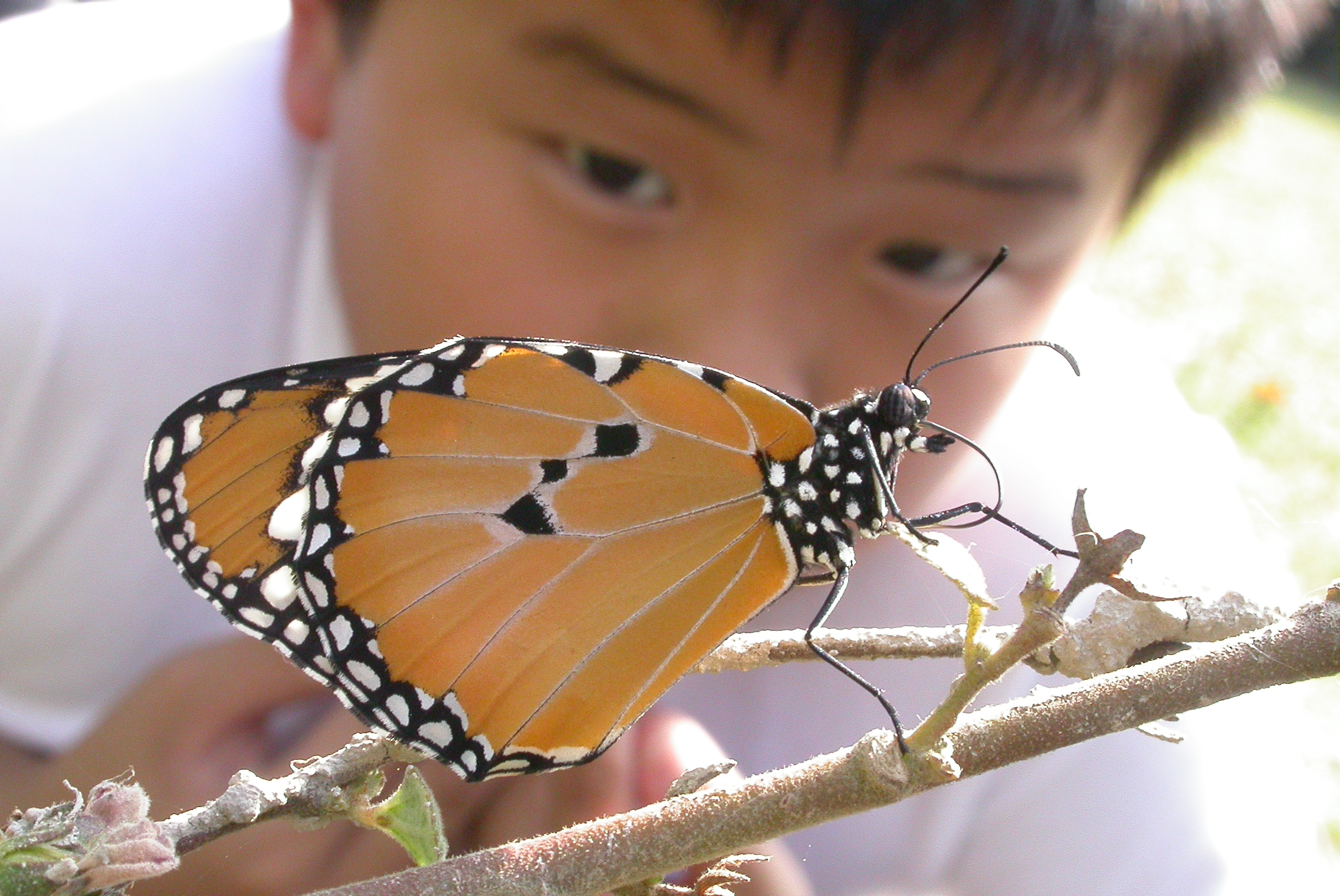 Butterfly observation